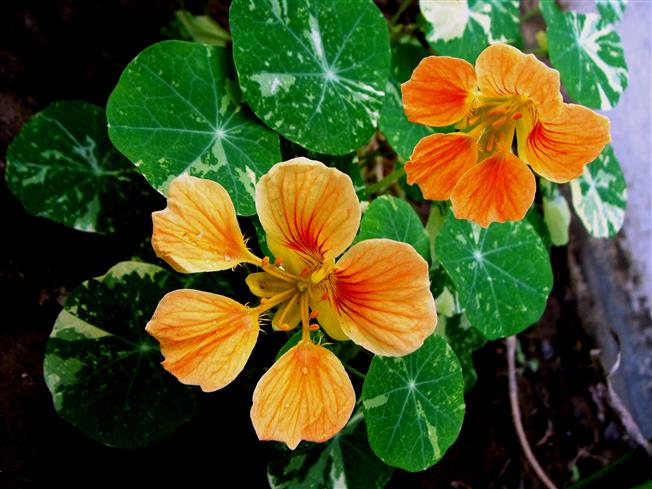 Tropaeolum majus